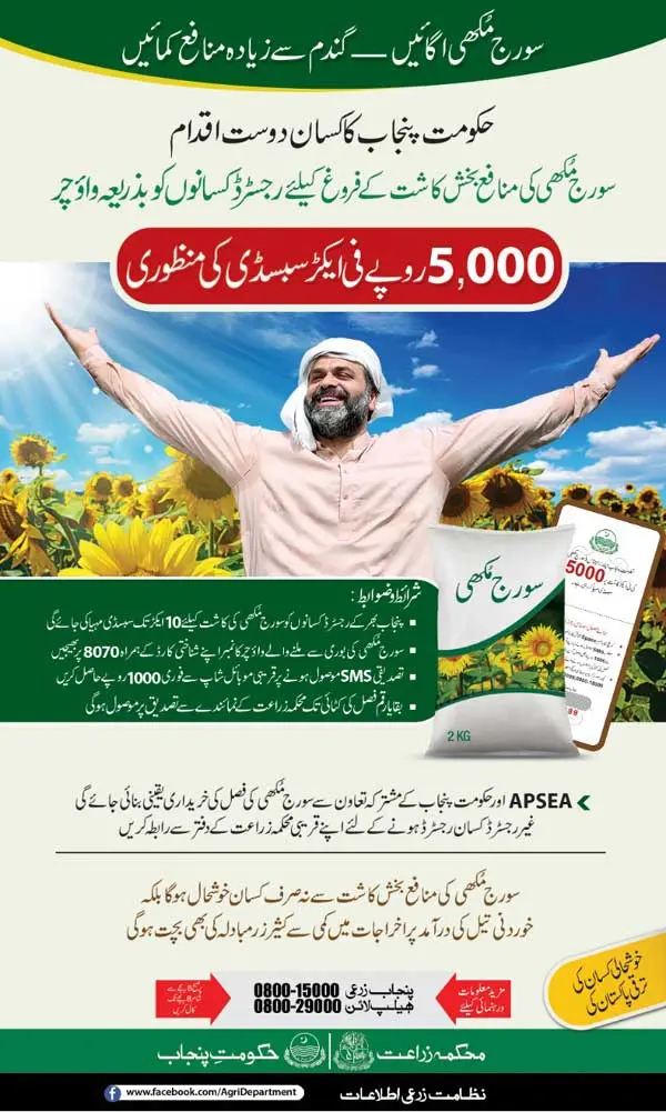 CM Punjab Announces Rs 5000 Sunflower Subsidy Scheme 2025