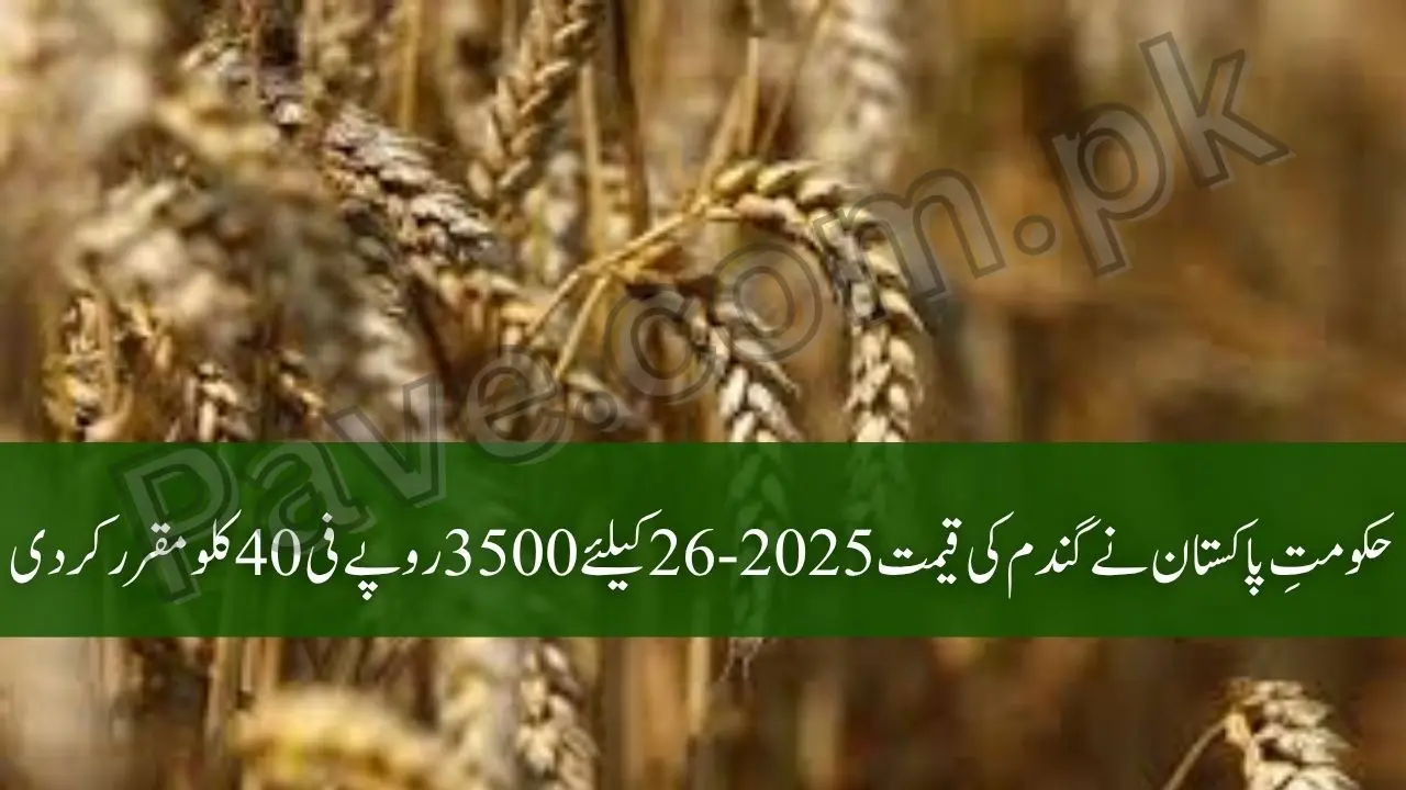 Breaking News: Govt Finalizes Wheat Procurement Rate 2025-26 at Rs 3500 1 Govt Finalizes Wheat Procurement Rate 2025-26 at Rs 3500