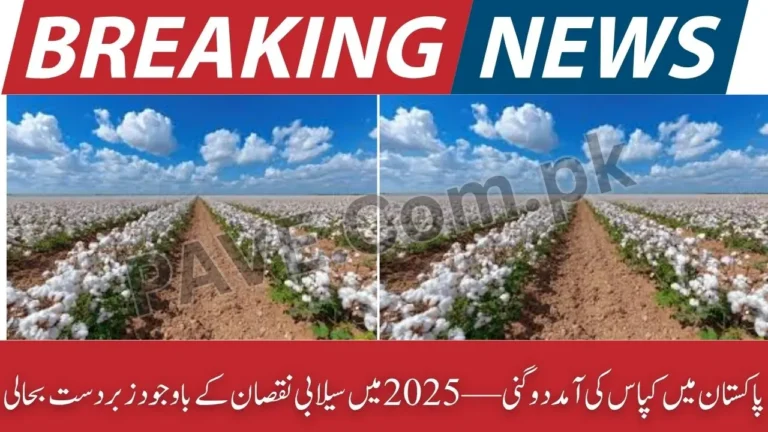 Breaking: Pakistan Cotton Arrivals Double in 2025 Despite Flood Damage 4 Pakistan Cotton Arrivals Double in 2025 Despite Flood Damage