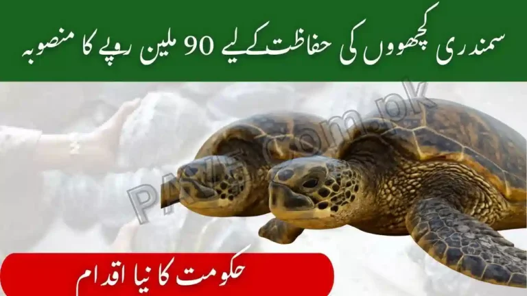 Pakistan Launches Rs. 90 Million Project to Protect Sea Turtles and Boost Shrimp Exports 7 Pakistan Launches Rs. 90 Million Project to Protect Sea Turtles and Boost Shrimp Exports