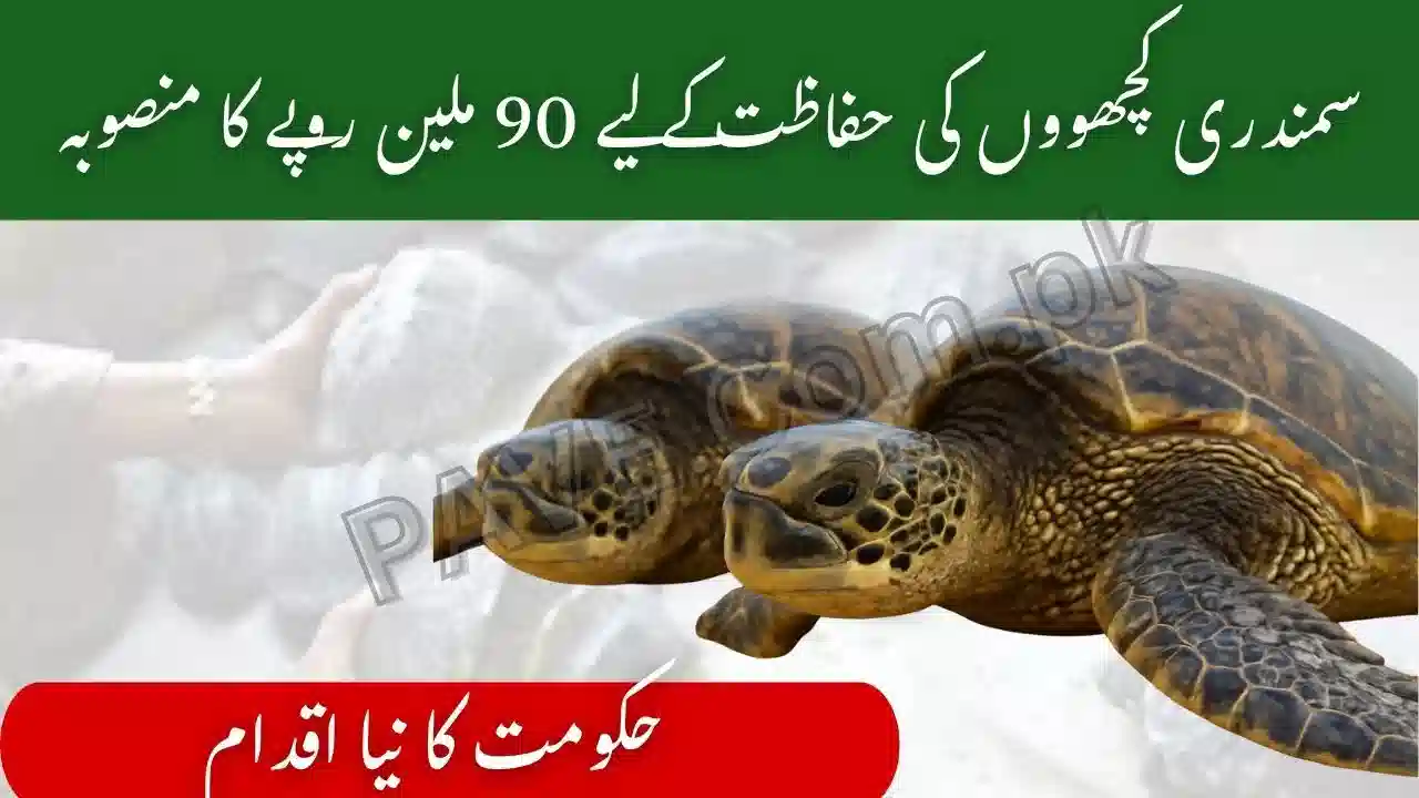 Pakistan Launches Rs. 90 Million Project to Protect Sea Turtles and Boost Shrimp Exports 1 Pakistan Launches Rs. 90 Million Project to Protect Sea Turtles and Boost Shrimp Exports