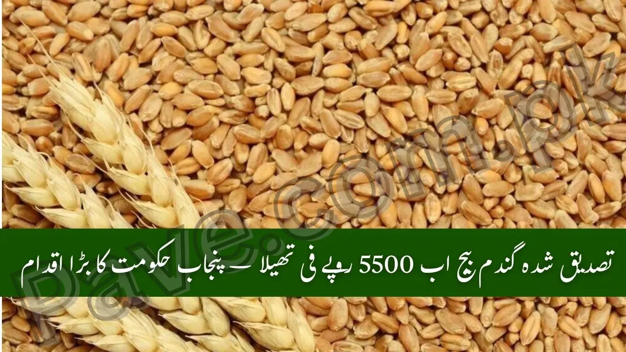 Good News for Farmers: Punjab Government Reduces Certified Wheat Seed Price by Rs1000 per Bag 1 Punjab Govt Cuts Wheat Bag Price to Rs 5,500