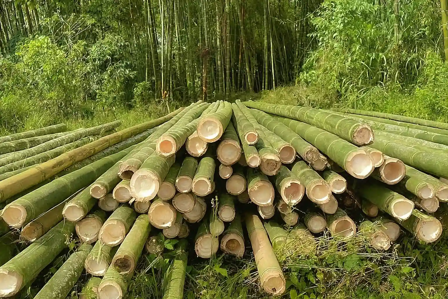 Bamboo Drive Launched to Clean Lahore’s Air – A Major Step to Fight Smog and Pollution