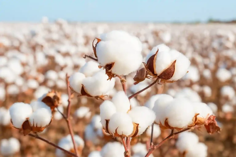 FBR video surveillance cotton bales