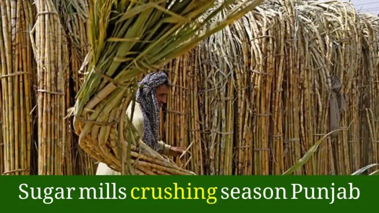 Sugar mills crushing season Punjab