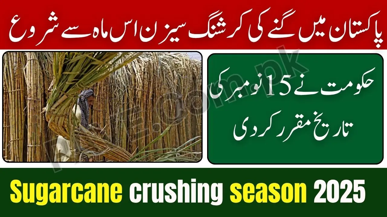 Breaking News: Sugarcane Crushing Season to Begin This Month Across Pakistan 1 Sugarcane Crushing Season to Begin This Month Across Pakistan