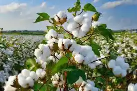 Pakistan Cotton Arrivals Drop 1.23% as Sindh Surpasses Punjab