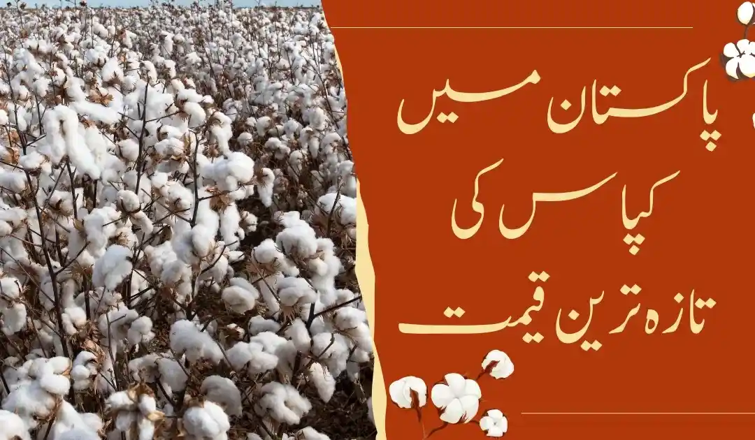 Pakistan Cotton Market Update Spot Rate Increases Rs100 Amid Low Trading Activity