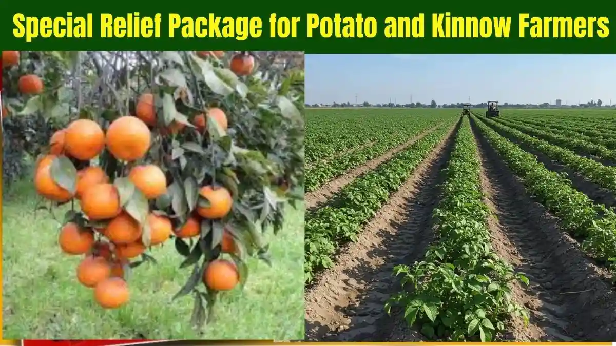 Punjab Announces Special Relief Package for Potato and Kinnow Farmers
