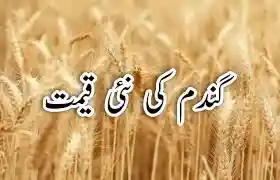 Wheat Price in Pakistan 14 December 2025 – Latest City-Wise Gandam Rate Today