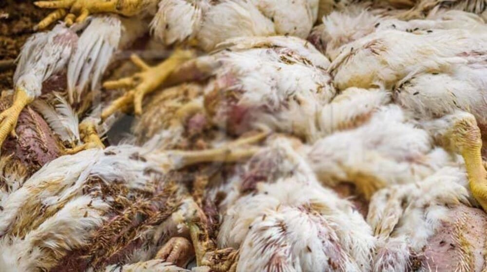Check Where Dead Chicken is Being Sold in Pakistan 1 Check Where Dead Chicken is Being Sold in Pakistan