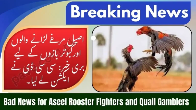 Bad News for Aseel Rooster Fighters and Quail Gamblers as CCD Announces Action