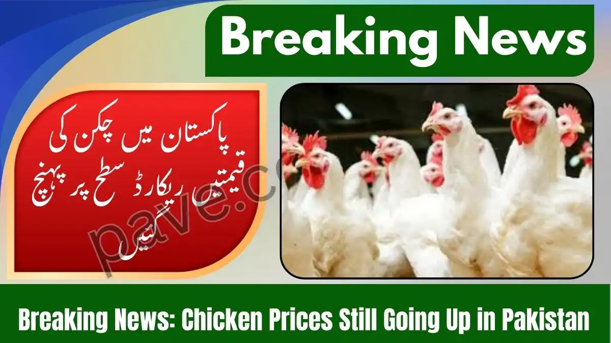 Breaking News: Chicken Prices Still Going Up in Pakistan