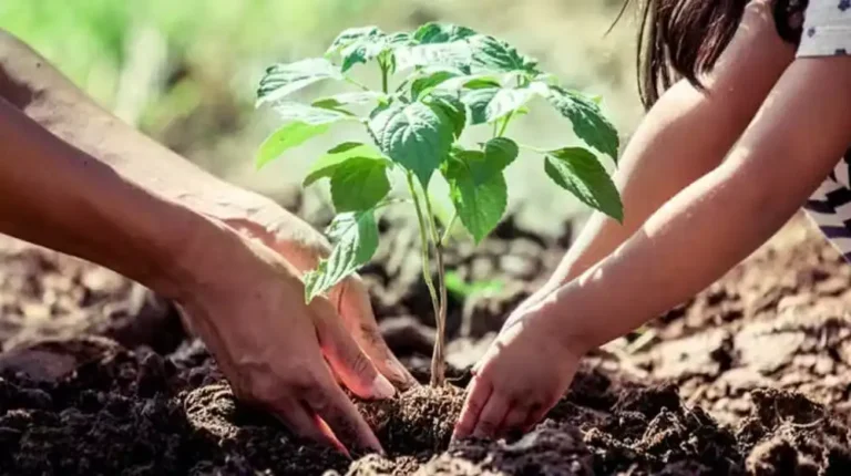 Balochistan Starts Green Drive to Increase Forest Cover