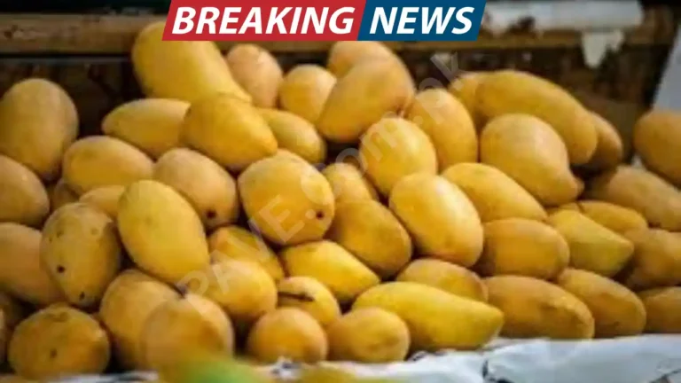 FBR Sets New Minimum Export Value for Mango Pulp 5 FBR Sets New Minimum Export Value for Mango Pulp