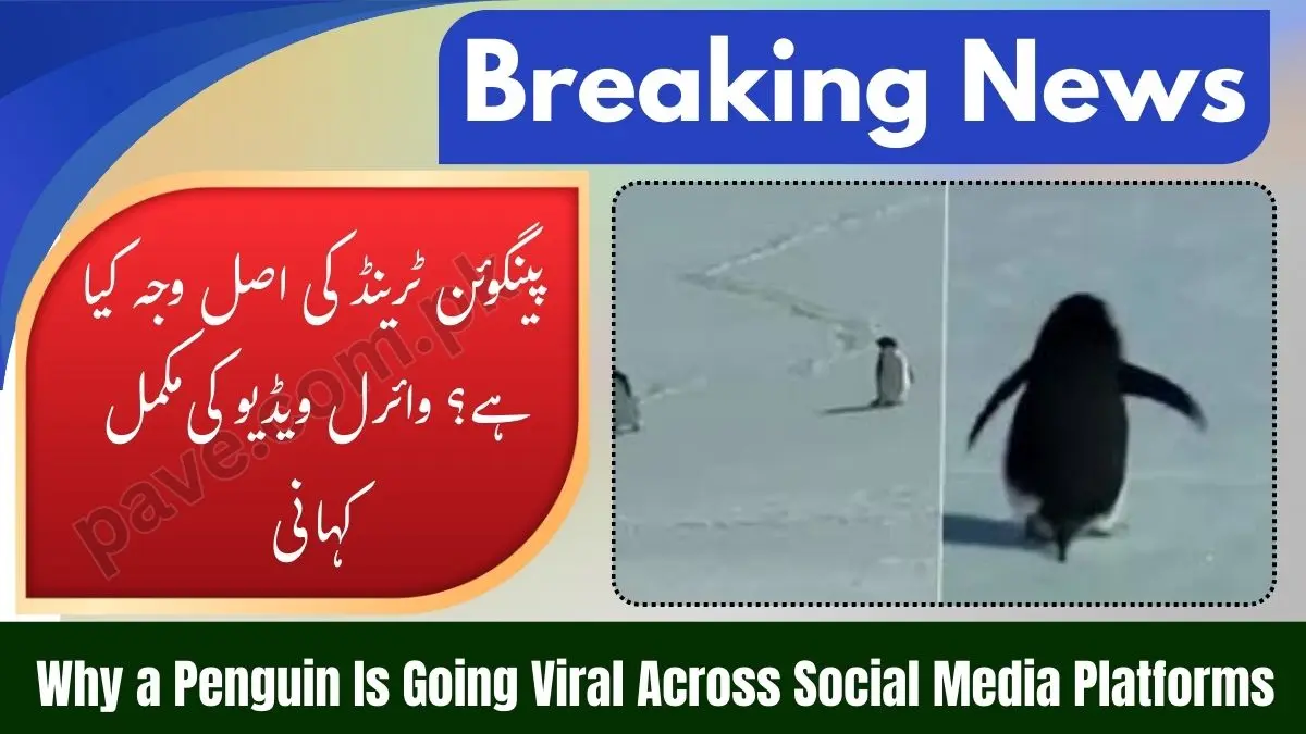Penguin Viral Video – Why Is This Penguin Trending on Social Media? 1 Penguin Viral Video – Why Is This Penguin Trending on Social Media?