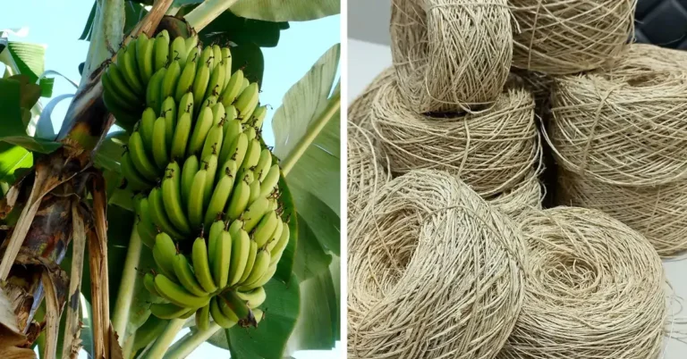 Pakistan Launches Project to Convert Banana Waste into Eco-Friendly Textile Fiber